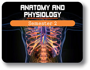 Anatomy and Physiology - Semester - 2: Discovering Form and Function